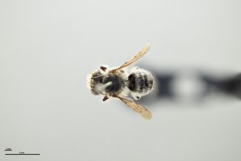 Media type: image;   Entomology 793876 Aspect: habitus dorsal view